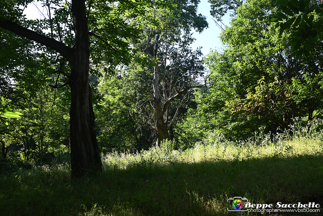 VBS_4779 - Il bosco fatato - Montaldo Roero.jpg
